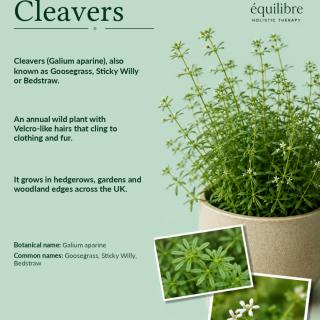 Plant focus: Cleavers 🌿 A traditional herbal wellness plant known for its sticky nature and gentle lymphatic support.