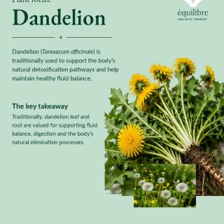 Plant focus: Dandelion 🌼 Traditionally valued for supporting fluid balance, digestion and the body’s natural elimination pathways. Educational only — not medical advice.