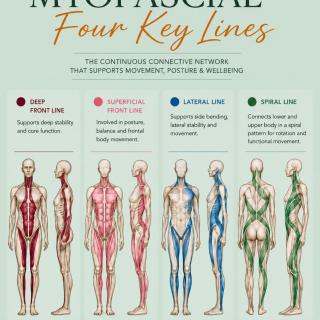 Myofascial four key lines ✨