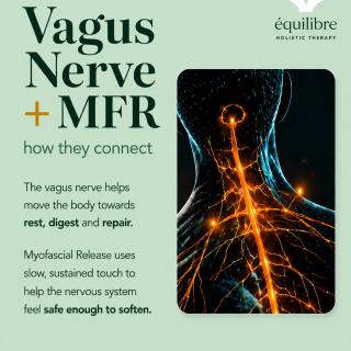 The Vagus Nerve and MFR, ever wondered how they connect? Swipe to find out more 🤍