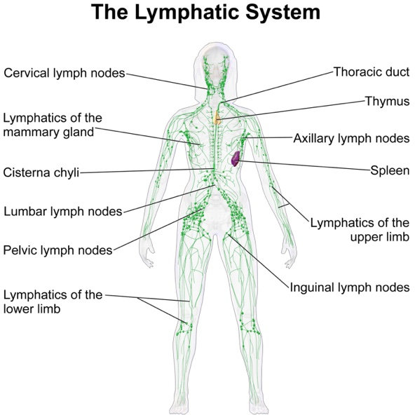 Diagram highlighting all the lymphatic nodes in the human body.